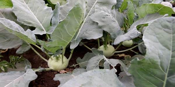 Kohlrabi Growing Time