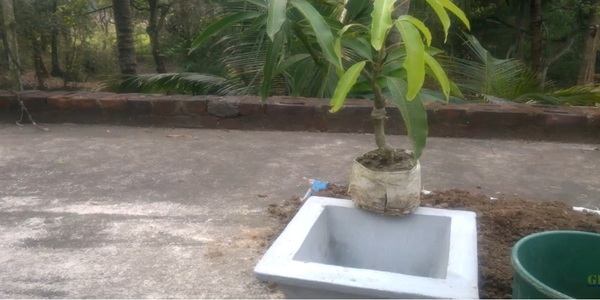  Mango Tree Pot Types