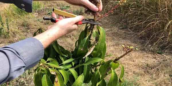 Pruning New Leaves and Snipping off First Year Flower