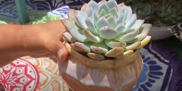 How to Repot a Succulent : 3 Repotting Technique - Gardening Freak