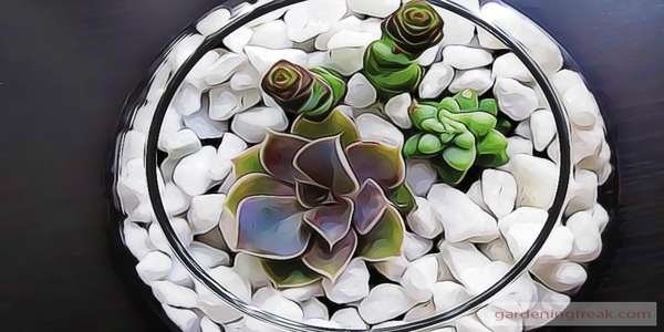 Reporting method 3 Repotting Succulents with Rocks