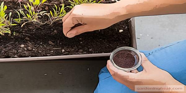 Sowing arugula seeds directly into the soil