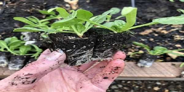 Transplanting the seedlings