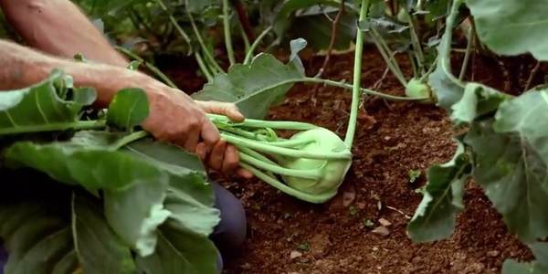 When to Harvest Kohlrabi