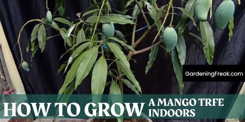 how to Grow a Mango Tree Indoors