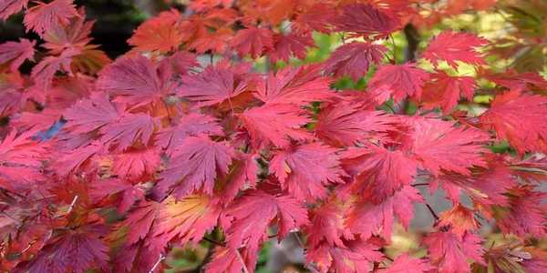 Acer japonicum