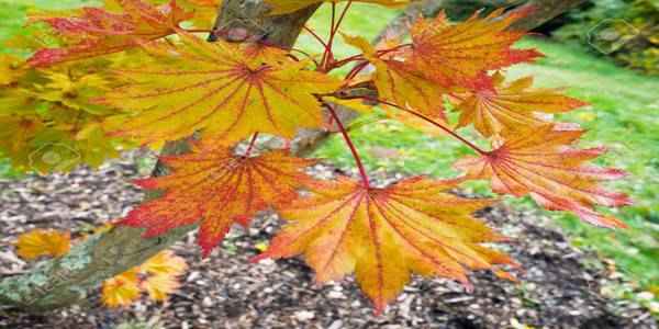 Acer shirasawanum