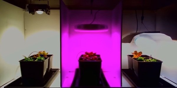 Choosing proper grow light