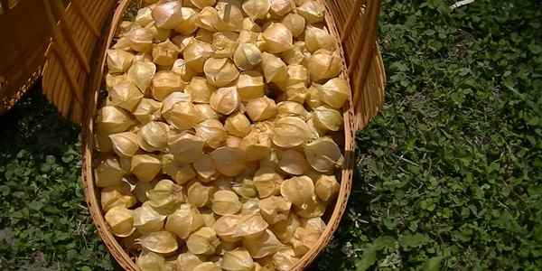 How To Harvest Ground Cherries