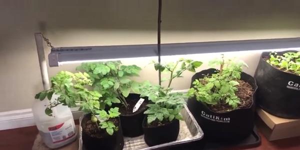 How plant process their food under grow light