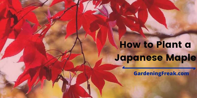 How to Plant a Japanese Maple