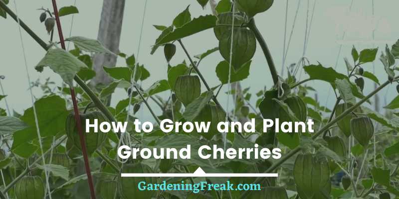 How to grow ground cherries