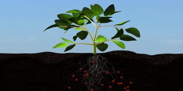 More Nutrients to Crops root