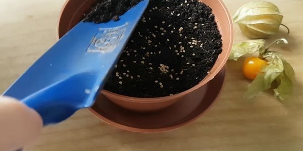 Prepare the containerpot and plant the seeds