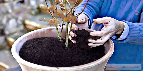 Re-pot The Seedlings and Plant Them