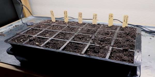 Setting up seeds or plants tray and pots