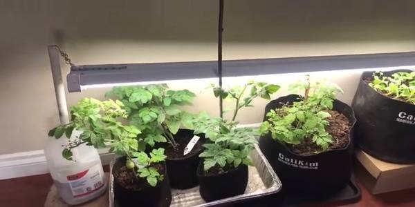 How far should LED grow lights be from plants