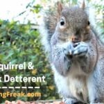 Best Squirrel and Chipmunk Deterrent