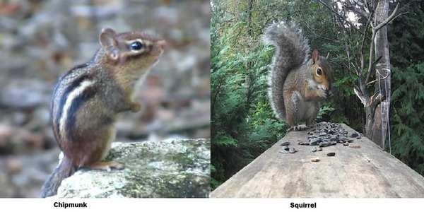 difference between squirrel and chipmunk