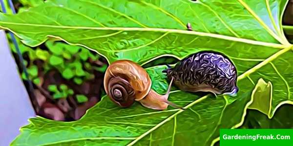 Differences between slugs and snails