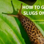 How to Get Rid of Slugs on Hostas
