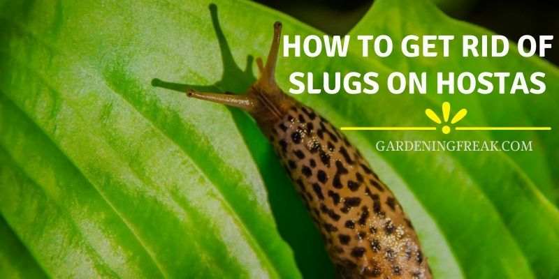 How to Get Rid of Slugs on Hostas