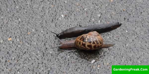 Slugs and snails