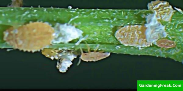 Mealy Bug Life Cycle