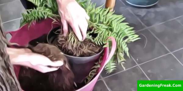 Step four Replant the Boston fern 