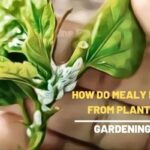 how do mealy bugs spread from plant to plant