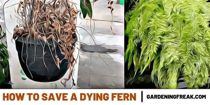 how to save a dying fern