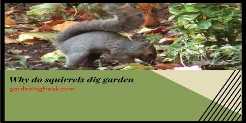Why do squirrels dig garden