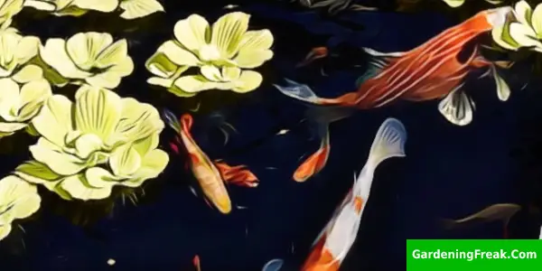 Koi Can Handle Cold Temperature