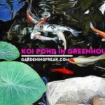 Koi Pond in Greenhouse