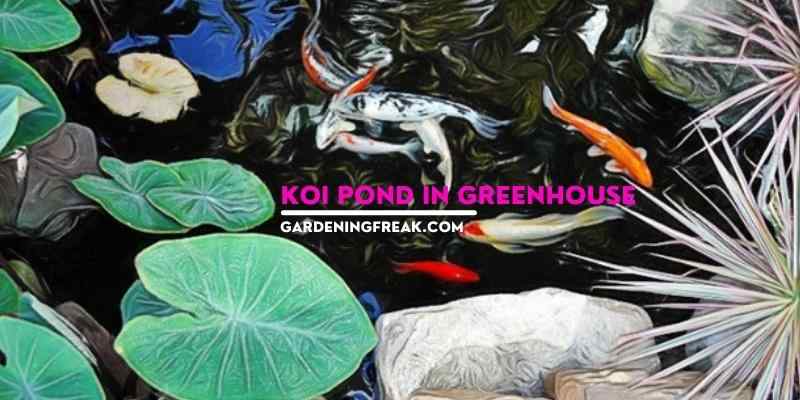Koi Pond in Greenhouse