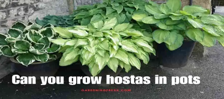 Can you grow hostas in pots