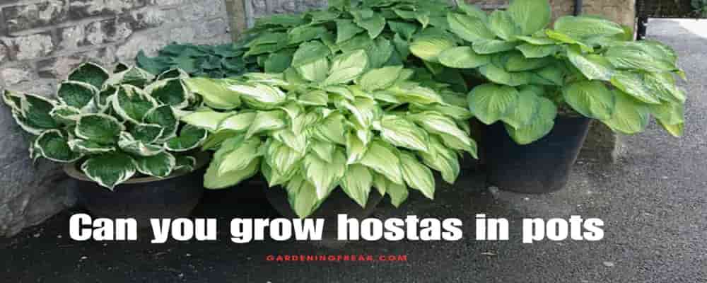 Can you grow hostas in pots